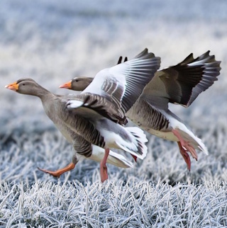 pixabay:hansbenn-gray-geese-7602847_1280